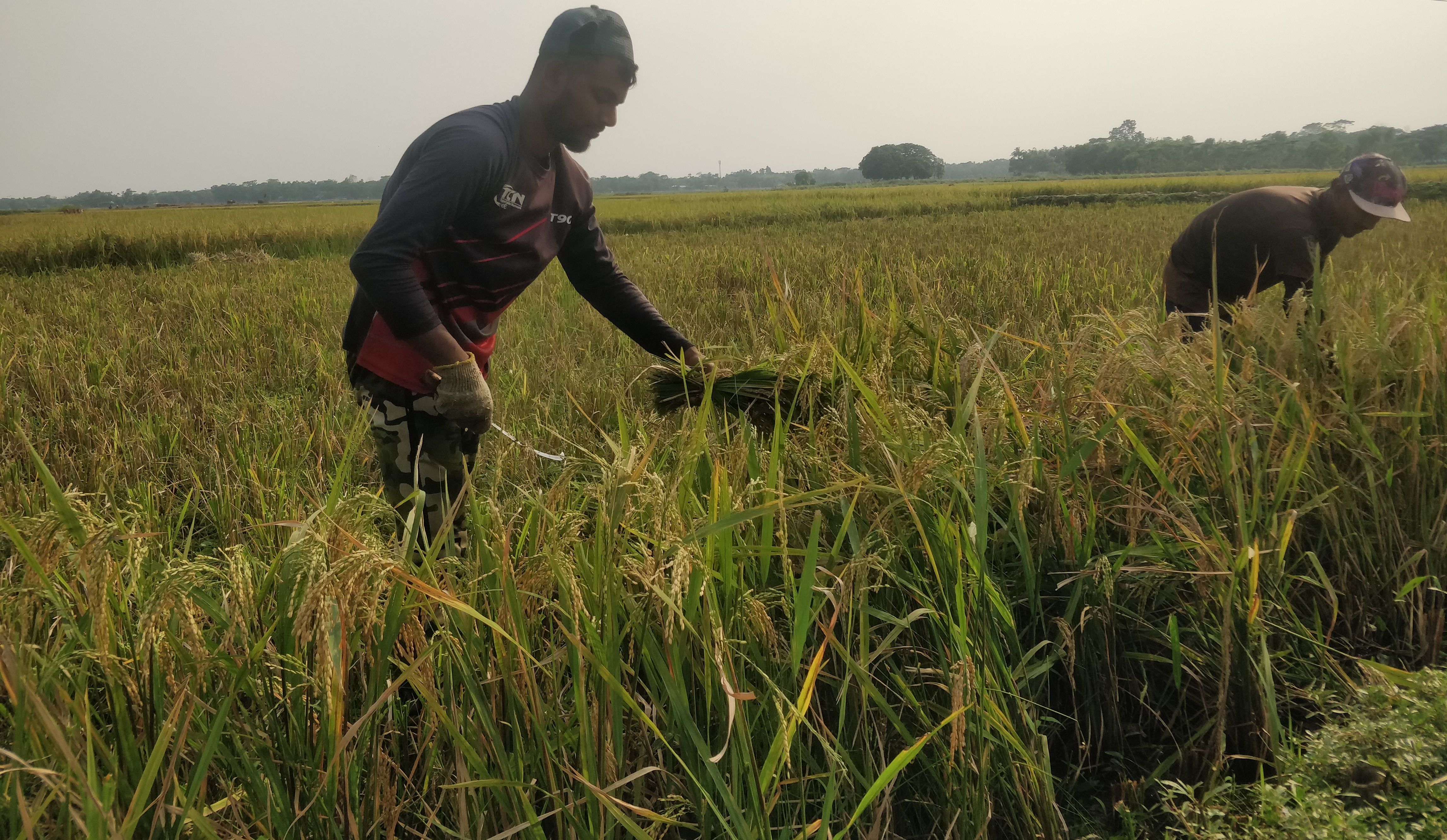 ওসমানীনগরে ৭৫ ভাগ ধান কাটা শেষ, ঝড়-বৃষ্টি নিয়ে শ*ঙ্কা