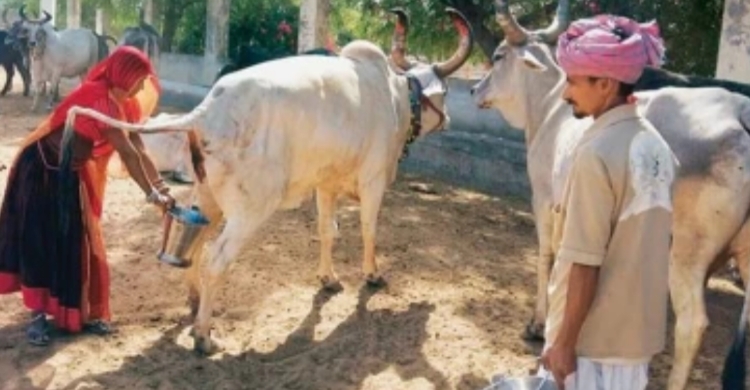কৃষকদের কাছ থেকে গো*মূত্র কিনবে যোগী সরকার