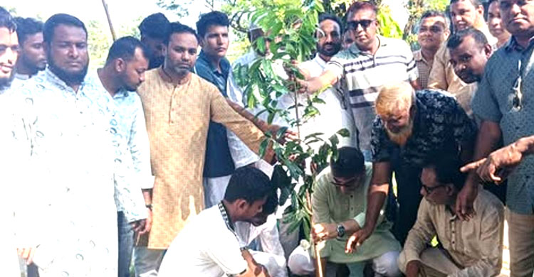 কোম্পানীগঞ্জে ছাত্রদলের বৃক্ষরোপণ কর্মসূচি পালন