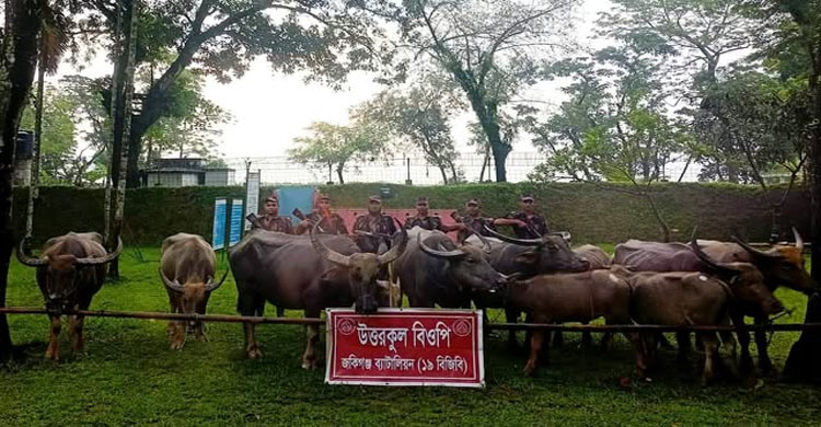 ১৯ বিজিবির অভিযানে ৩৬ লাখ ৯০ হাজার টাকার চোরাচালানি মালামাল জব্দ