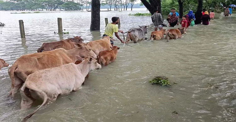 টানা বর্ষণ ও পাহাড়ি ঢলে সিলেটের নদ-নদীতে বেড়েছে পানি, বন্যার শঙ্কা