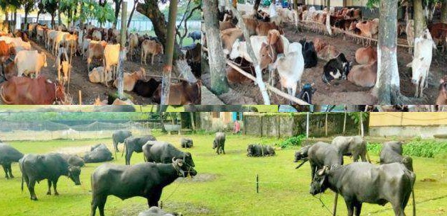৯ দিনে আড়াই কোটি টাকার চালান জব্দ,  ১৫ চোরাকারবারি গ্রেপ্তার 