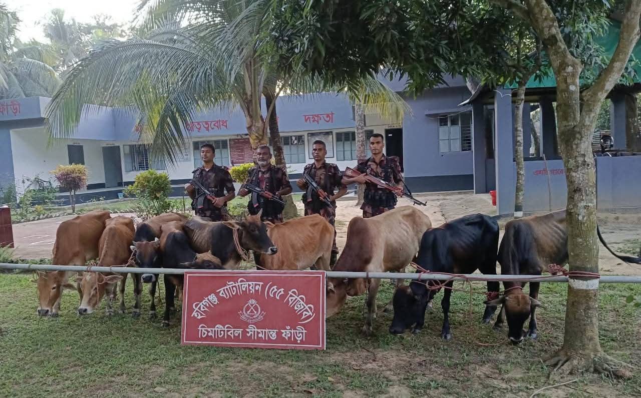 চুনারুঘাট-মাধবপুর সী'মান্তে ৭ লাখ টাকার গরু-ম'দ জ'ব্দ
