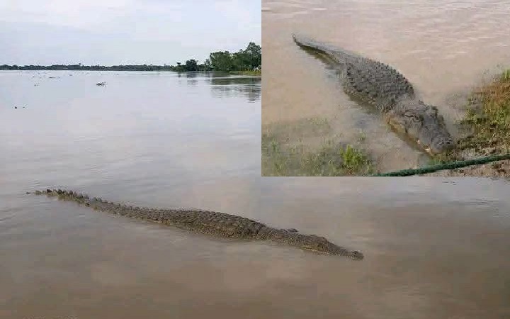 কালনী নদীতে কুমিরের আবির্ভাব, জেলে-মাঝিদের মধ্যে চরম আ*তঙ্ক