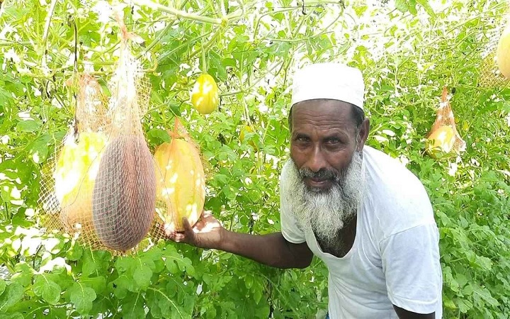 অসময়ের তরমুজ চাষে কৃষকের সাফল্য