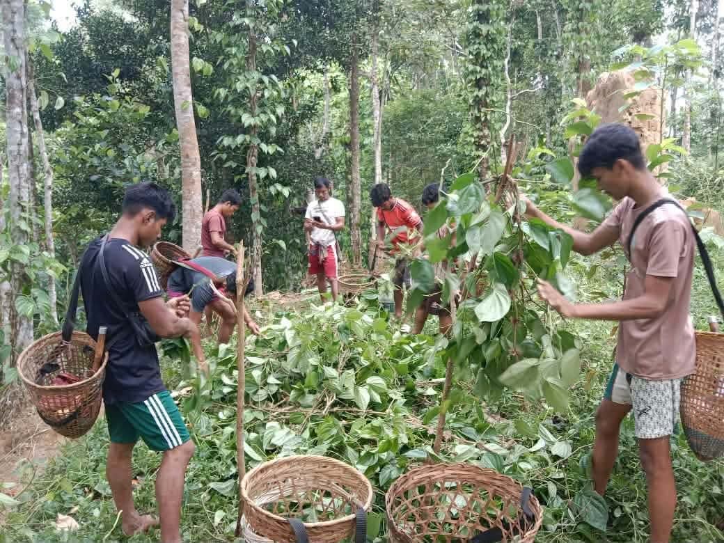 কুলাউড়ায় নার্সারি পুঞ্জিতে ৯ হাজারের বেশি পানগাছ কে/টে ফেলার অভিযোগ