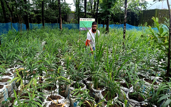 জৈন্তাপুরে পতিত জমিতে  বস্তায় আদা চাষ করে সফলতার স্বপ্ন দেখছেন ইউসুফ