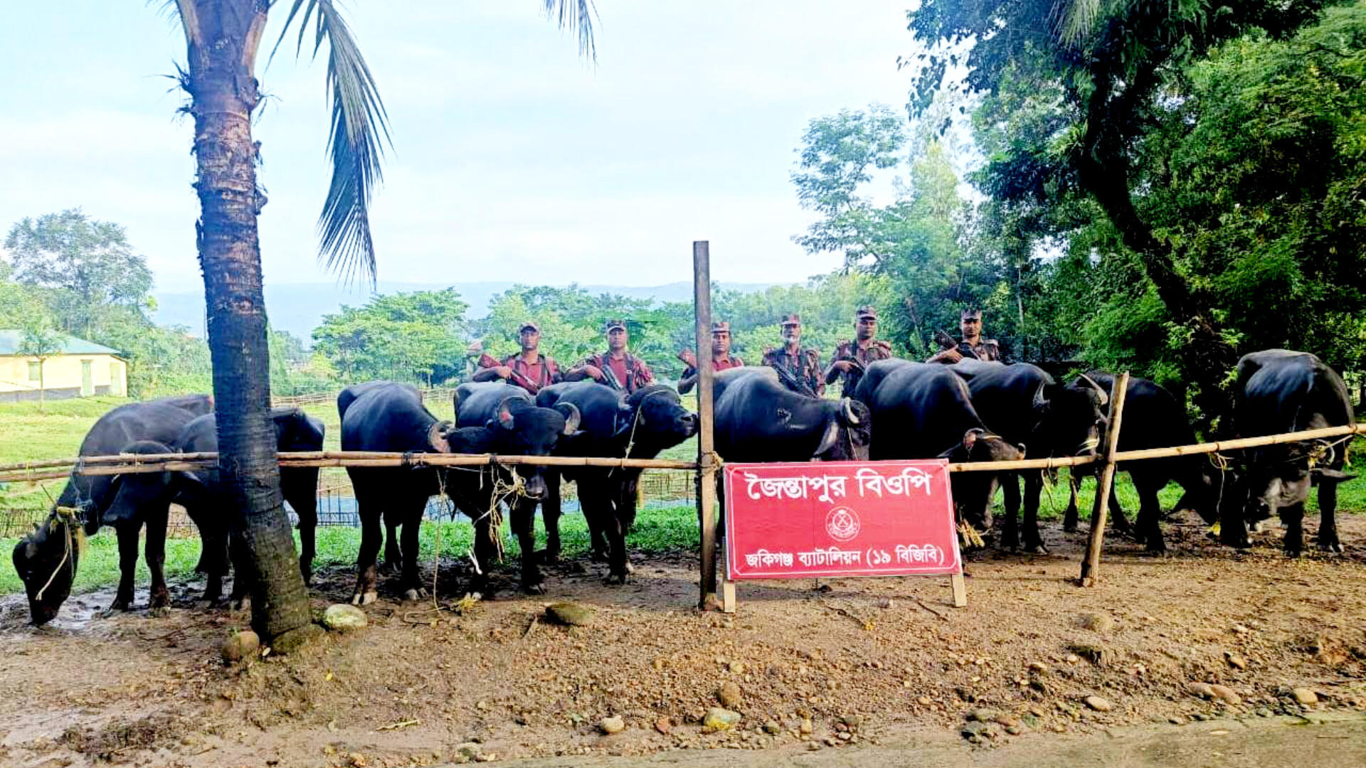 জৈন্তাপুরে ১৮ লাখ টাকার ভা*রতীয় মহিষ জ*ব্দ