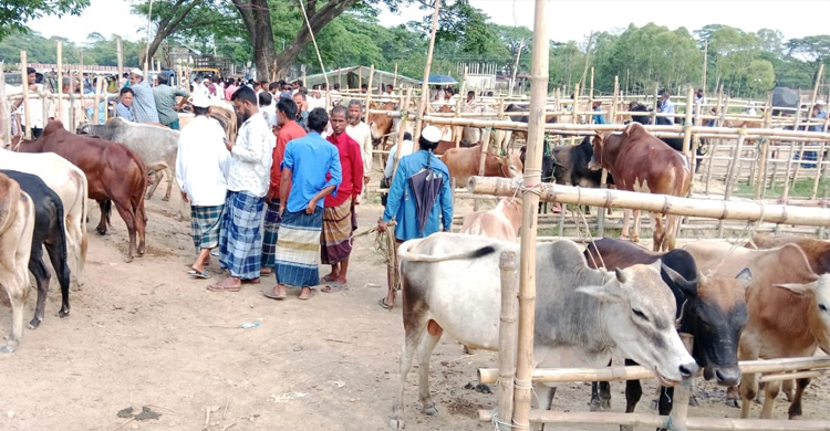 গোয়াইনঘাটে গরু বিক্রি করতে লাগছে প্রত্যয়ন : ভোগান্তিতে ক্রেতা-বিক্রেতা