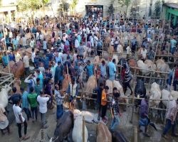 গোলাপগঞ্জে টেন্ডারের আগেই কোরবানির পশুর হাট, জানেন না ইউএনও