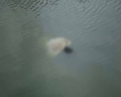 ফেঞ্চুগঞ্জে নদীতে ভেসে এলো যুবকের মরদেহ