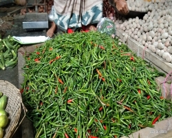 আবারও কাঁচা মরিচে উত্তাপ
