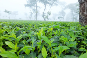 শ্রীমঙ্গলে সর্বনিম্ন তাপমাত্রা রেকর্ড