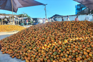 জকিগঞ্জে সুপারির ব্যবসায় ধ*স