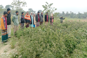 গোয়াইনঘাটে বি*ষ প্রয়োগে টমেটো বাগান ধ্বং*স