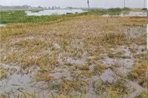 হবিগঞ্জের হাওরে ধান নষ্ট, চরম সংকটে কৃষক
