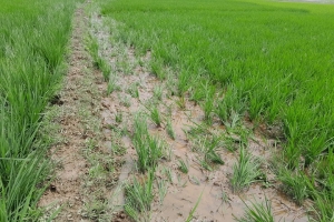 দমদমা সীমান্তে ভা/রতীয় গরুর পাল, ন/ষ্ট হচ্ছে কৃষকের ধান দমদমা সীমান্তে ভা/রতীয় গরুর পাল, ন/ষ্ট হচ্ছে কৃষকের ধান