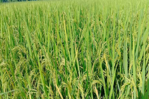 নভেম্বর থেকে বিশ্বনাথে আমন কর্তন শুরু হবে
