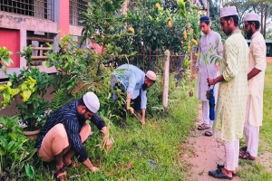 বিয়ানীবাজারে ছাত্র জমিয়তের বৃক্ষরোপণ