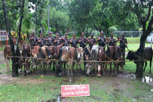 সুনামগঞ্জের দুটি সীমান্ত থেকে ২৩ টি ভারতীয় গরু জ ব্দ
