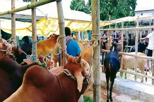 বিশ্বনাথে ধীরে-ধীরে জমছে পশুর হাট: চাহিদার চেয়ে গরু ছাগল বেশি 