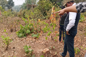 তাহিরপুরে পর্যটন কেন্দ্রের গাছ ক*র্তন, ১৬ জনের নামে মা*মলা