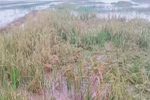 টানা বৃষ্টিতে মৌলভীবাজারে জলাবদ্ধতা, হাওরে তলিয়েছে শতাধিক হেক্টর ফসল