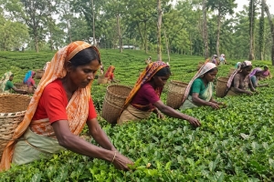 চা শ্রমিকদের দৈনিক নগদ মজুরি ৫০০ টাকা ঘোষণার দাবি চা শ্রমিকদের দৈনিক নগদ মজুরি ৫০০ টাকা ঘোষণার দাবি