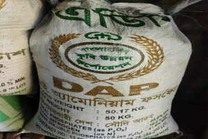 গোয়াইনঘাটে সার সংকটে বিপাকে কৃষকরা