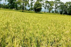 জৈন্তাপুরে বোরো ধানের ভালো ফলন, তবু শ*ঙ্কায় কৃষকরা