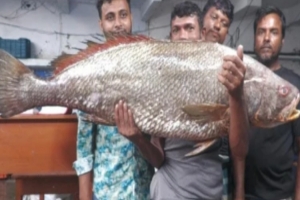 বঙ্গোপসাগরে জালে উঠল ২২ কেজির দামি মাছ, বিক্রি ৩.৫৫ লাখে বঙ্গোপসাগরে জালে উঠল ২২ কেজির দামি মাছ, বিক্রি ৩.৫৫ লাখে