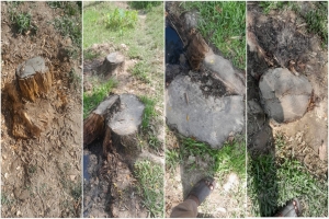 মাধবপুরে সরকারি গাছ কা/টার অ/ভিযোগ অধ্যক্ষের বি/রুদ্ধে মাধবপুরে সরকারি গাছ কা/টার অ/ভিযোগ অধ্যক্ষের বি/রুদ্ধে