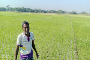 গোয়াইনঘাট  হাওরজুড়ে কৃষকের  সোনালি স্বপ্ন