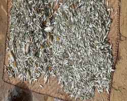 পুকুরে বিষ দিয়ে মাছ হত্যা