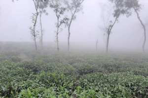 সর্বনিম্ন তাপমাত্রা শ্রীমঙ্গলে