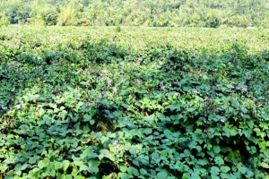 জৈন্তাপুরে শিমের বাম্পার ফলন, পৌনে ১৬ কোটি টাকার শিম বিক্রির লক্ষ্যমাত্রা নির্ধারণ