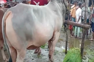 জমজমাট জাউয়া বাজারের কোরবানির হাট জমজমাট জাউয়া বাজারের কোরবানির হাট