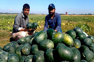 জগন্নাথপুরে অসময়ে তরমুজ চাষে সাফল্য