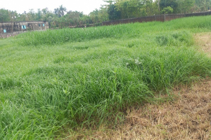 দুই প্রজাতির ঘাস চাষে  কালামের বাজিমাত