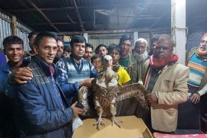 হবিগঞ্জে ঈগল ভেবে মহাবিপন্ন শকুন নিয়ে নির্বাচনী প্রচারণা