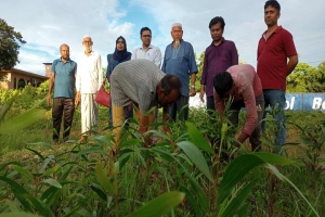 ওসমানীনগরে নি ষি দ্ধ গাছের চারা ধ্বং*স