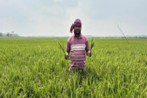 গোয়াইনঘাটে কৃষিতে সাংবাদিক কাওছার আহমদ রাহাত এর সাফল্য