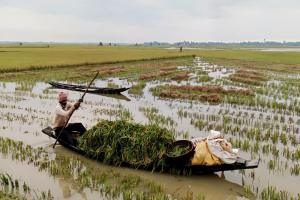 অতিবৃষ্টি ও ঢলে তলিয়ে গেছে ধান, দিশাহারা লাখো কৃষক