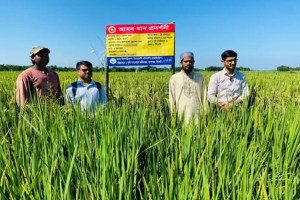 বালাগঞ্জে ব্রিধান-১১০ জাতের আমন ধানের বাম্পার ফলন