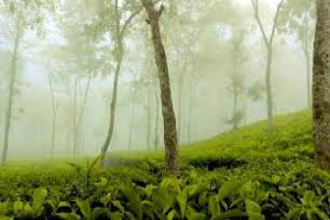 শ্রীমঙ্গলে তাপমাত্রা নেমেছে ৯.৬ ডিগ্রি সেলসিয়াসে