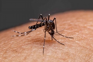 জুলাই-আগস্টে ডেঙ্গুর ভ'য়াবহতা বাড়ার শ'ঙ্কা জুলাই-আগস্টে ডেঙ্গুর ভ'য়াবহতা বাড়ার শ'ঙ্কা
