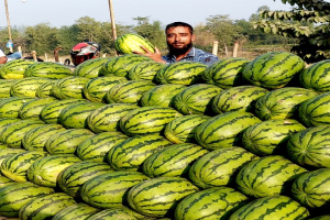 জৈন্তাপুরে বেড়েছে আগাম  জাতের তরমুজের ফলন