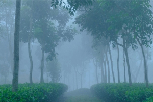 শীতে কাঁপছে শ্রীমঙ্গল, বাড়ছে ঠাণ্ডাজনিত রোগ