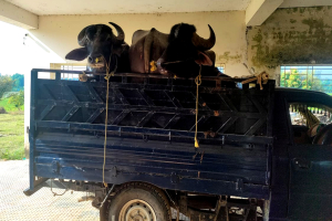 জৈন্তাপুরে ভা*রতীয় মহিষ জ*ব্দ, গ্রে*প্তার ১