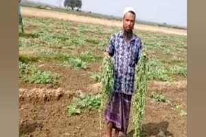 জৈন্তাপুরে শ*ত্রুতার ব*লি তরমুজ ক্ষেত
